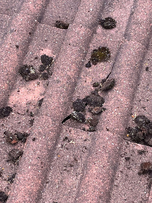 Roof Cleaning
